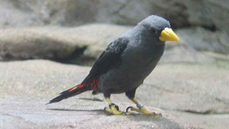 Jenis Burung Jalak dengan Suara Merdu dan Indah by Wikicau.com 11