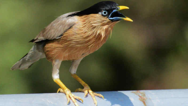 Jenis Burung Jalak dengan Suara Merdu dan Indah by Wikicau.com 12