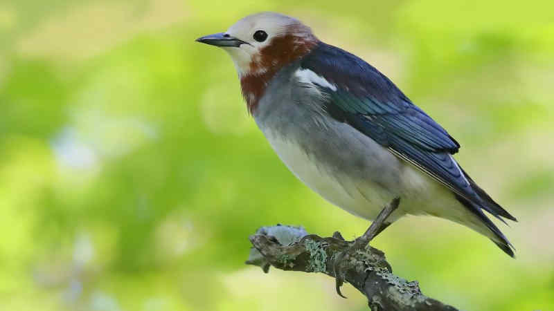 Jenis Burung Jalak dengan Suara Merdu dan Indah by Wikicau.com 13