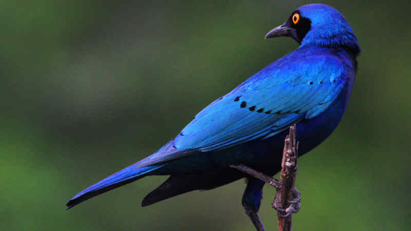 Jenis Burung Jalak dengan Suara Merdu dan Indah by Wikicau.com 14