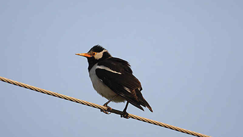 Jenis Burung Jalak dengan Suara Merdu dan Indah by Wikicau.com 2