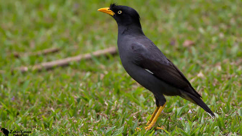 Jenis Burung Jalak dengan Suara Merdu dan Indah by Wikicau.com 3