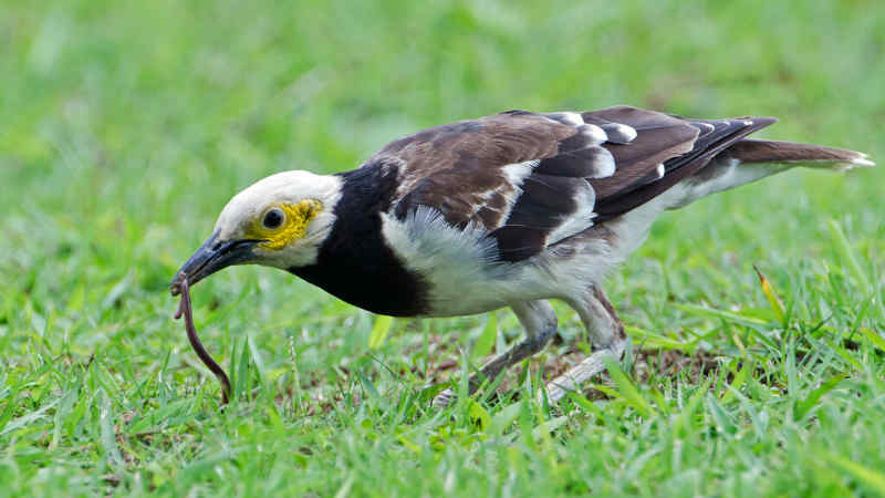 Jenis Burung Jalak dengan Suara Merdu dan Indah by Wikicau.com 4