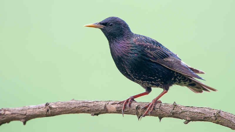 Jenis Burung Jalak dengan Suara Merdu dan Indah by Wikicau.com 5