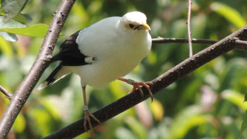 Jenis Burung Jalak dengan Suara Merdu dan Indah by Wikicau.com 6