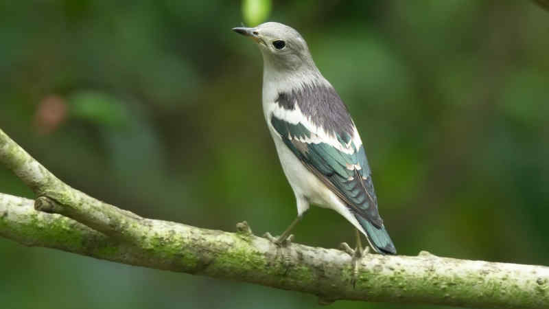 Jenis Burung Jalak dengan Suara Merdu dan Indah by Wikicau.com 7