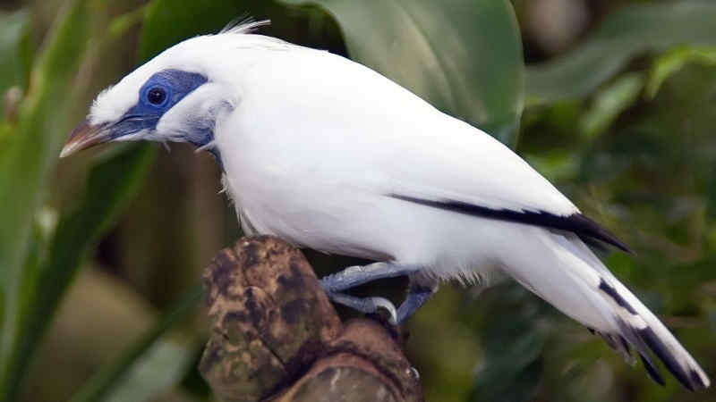Jenis Burung Jalak dengan Suara Merdu dan Indah by Wikicau.com 8
