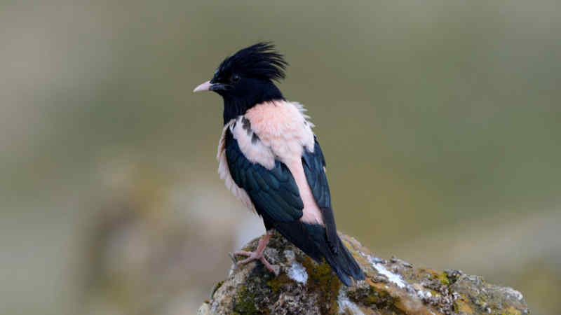 Jenis Burung Jalak dengan Suara Merdu dan Indah by Wikicau.com 9
