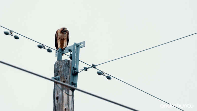Kenapa Burung Tidak Kesetrum di Kabel by Wikicau.com