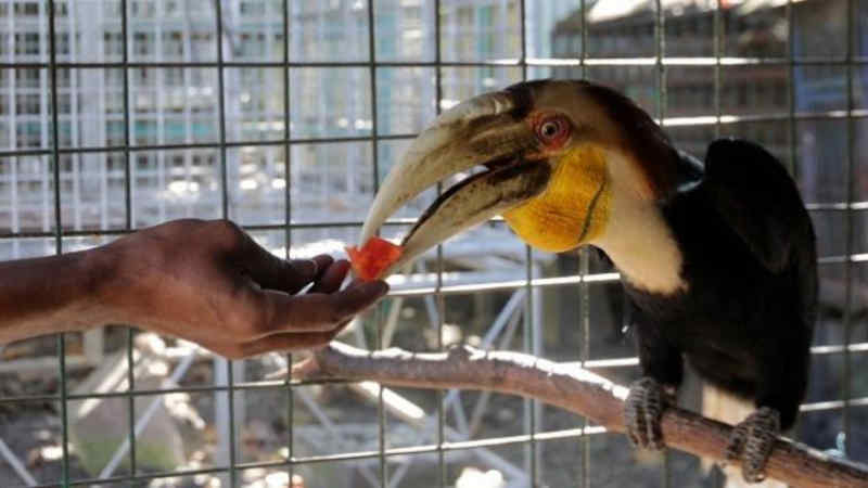 Makanan Burung Rangkong di Alam Liar by Wikicau.com 1