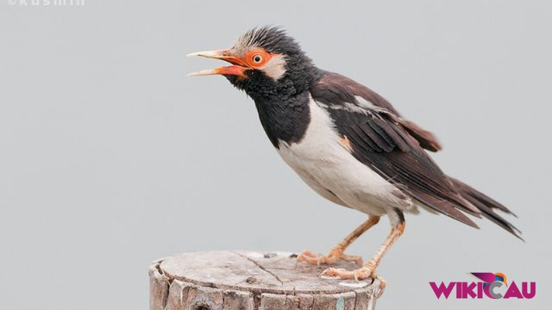 Daftar Harga Burung Jalak Suren Terbaru by Wikicau.com 2