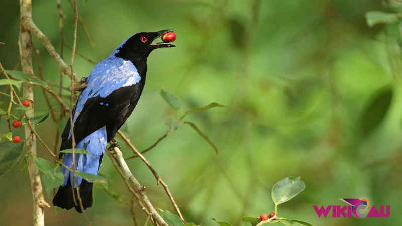 10 Jenis Burung Kicau Murah dengan Suara Indah & Mantap