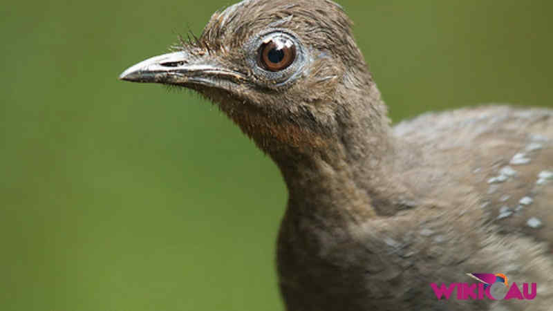 Download Suara Burung Lyrebird by Wikicau.com 1