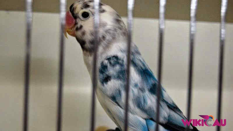 Jenis Lovebird dengan Harga Paling Mahal by Wikicau.com 1