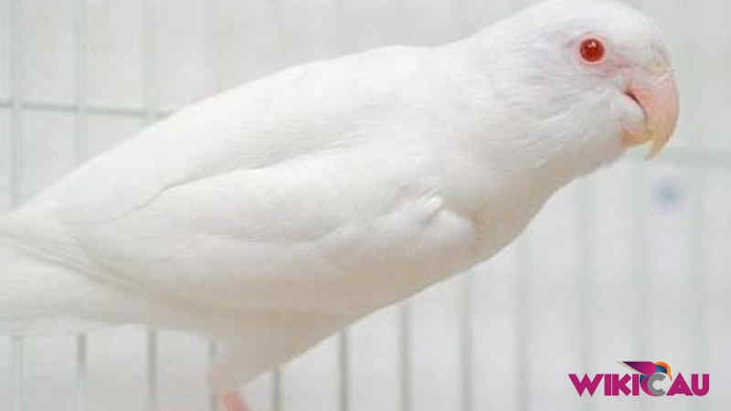 Jenis Lovebird dengan Harga Paling Mahal by Wikicau.com 6