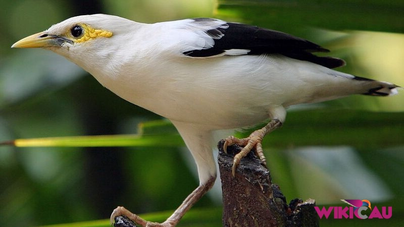 Burung Jalak Putih by Wikicau.com 1
