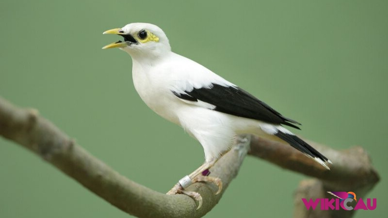 Burung Jalak Putih by Wikicau.com 2