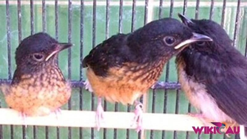 Manfaat Mandi Malam Pada Burung Murai Batu Trotol by Wikicau.com 1