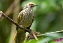 Daftar Harga Burung Cucak Rowo by Wikicau.com 1