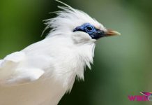 Daftar Harga Burung Jalak Bali by Wikicau.com 1