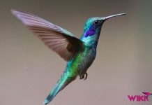 Daftar Harga Burung Kolibri by Wikicau