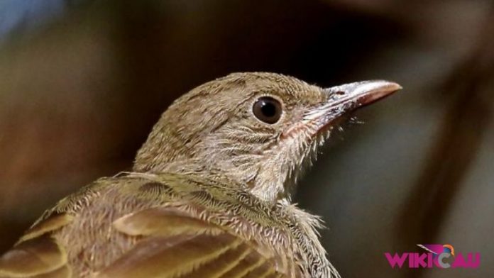 Cara Membedakan Burung Kapas Tembak Jantan dan Betina by Wikicau.com 1