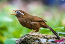 Daftar Harga Burung Hwamei by Wikicau.com