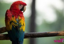Harga Burung Macaw by Wikicau.com 1