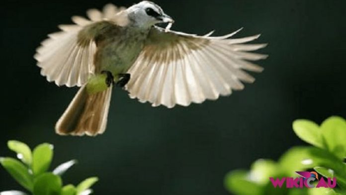 Harga Burung Trucukan by Wikicau.com 1