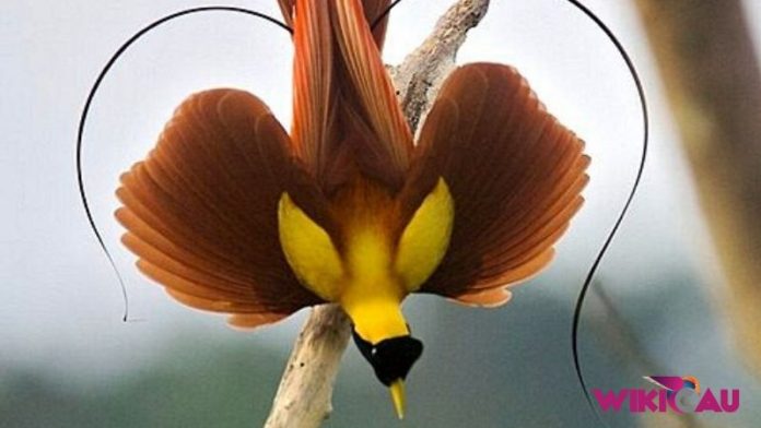Burung Cendrawasih by Wikicau
