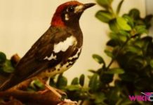 Cara Merawat Burung Anis Kembang by Wikicau.com