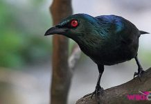 Cara Merawat Burung Cucak Keling by Wikicau 2