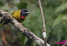 Cara Merawat Burung Samyong by Wikicau