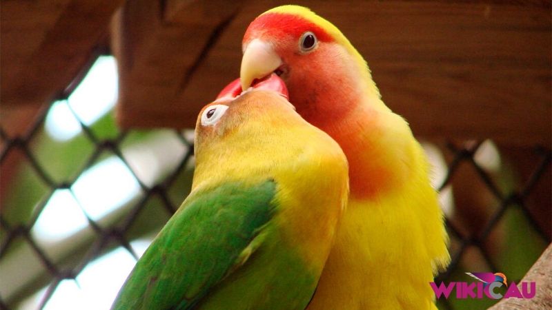 Tanda Burung Lovebird Mau Kawin by Wikicau.com 1