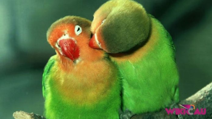 Tanda Burung Lovebird Mau Kawin by Wikicau.com 3