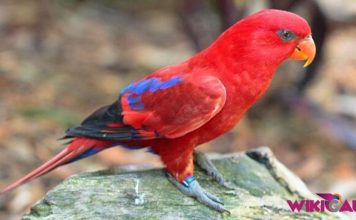 Tips Burung Archives Page 5 Of 14 Wikicau