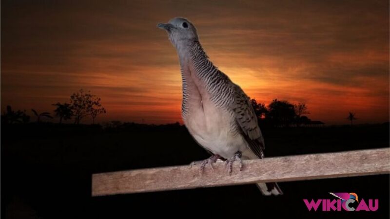 Burung Perkutut Lokal by Wikicau 3
