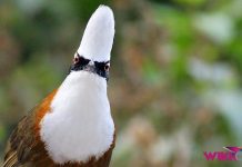 Burung Poksay Jambul by Wikicau 1