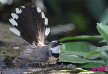 Cara Merawat Burung Sikatan Kipas by Wikicau