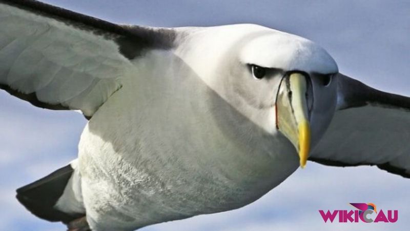 Jenis Burung Laut by Wikicau 1