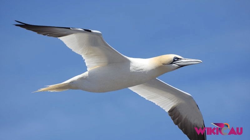 Jenis Burung Laut by Wikicau 3