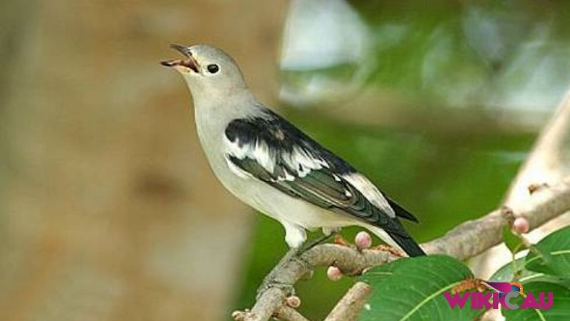 Download Suara Burung Jalak Kapas by Wikicau 2