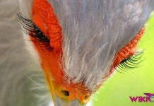 Mengenal Burung Sekretaris by Wikicau 1