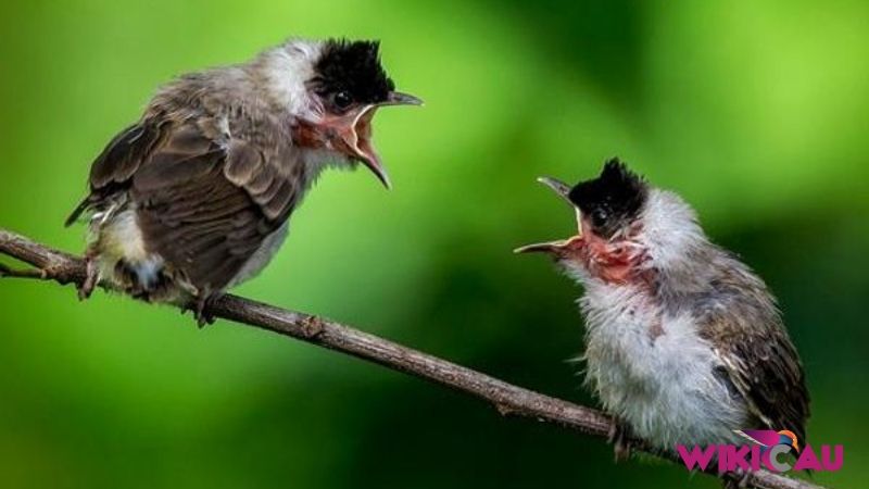 Tips Merwat Anakan Burung Kutilang by Wikicau