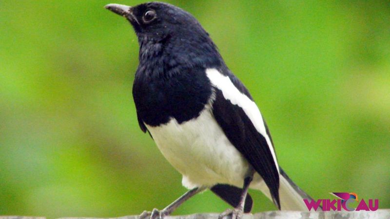 Cara Menjinakkan Burung Kacer Liar by Wikicau