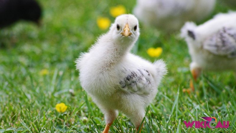 Cara Ternak Ayam by Wikicau