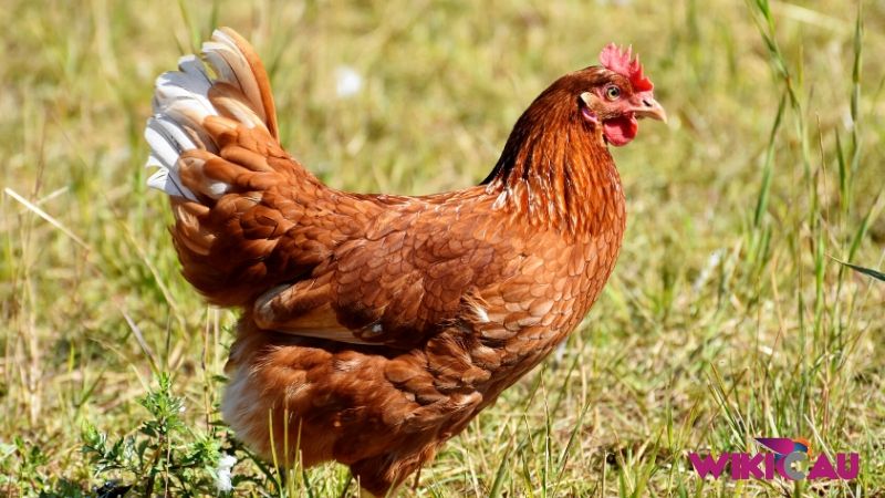 Cara Ternak Ayam Petelur by Wikicau 2