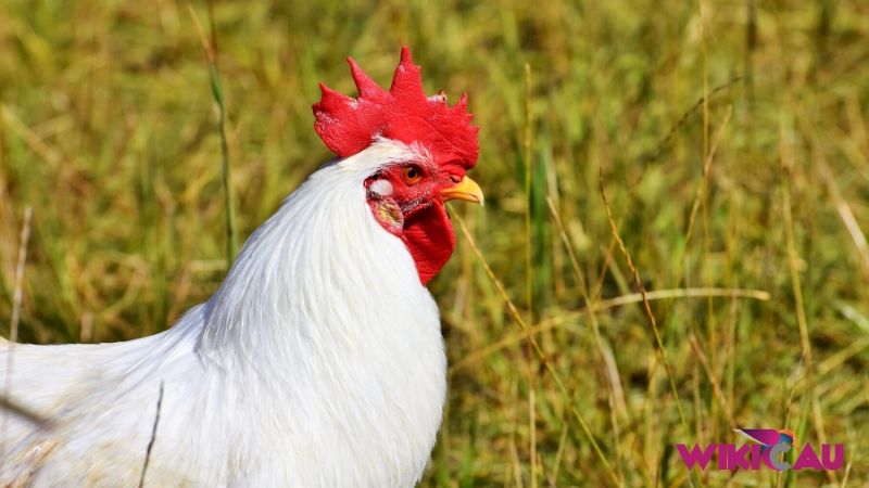 Cara Ternak Ayam Petelur by Wikicau 3