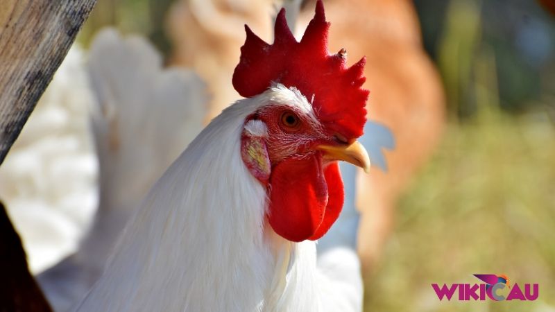 Cara Ternak Ayam Petelur by Wikicau 4