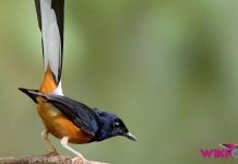 Mengenal Burung Murai Batu Medan by Wikicau
